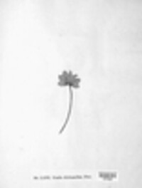 Trachyspora alchemillae image
